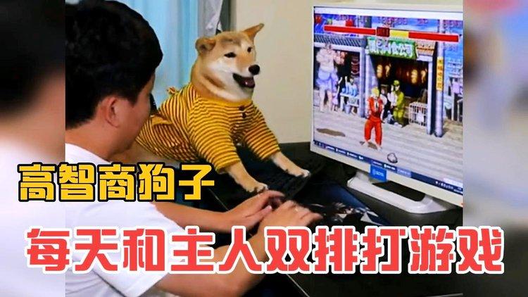 2狗子玩游戏迷你（狗子玩游戏迷你世界生存全集）