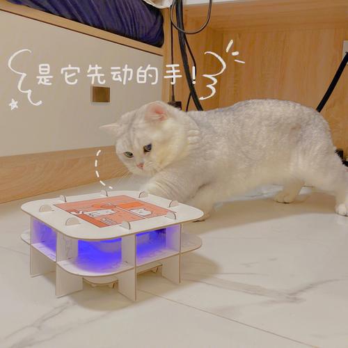 逗猫小游戏（逗猫小游戏叫什么名字）