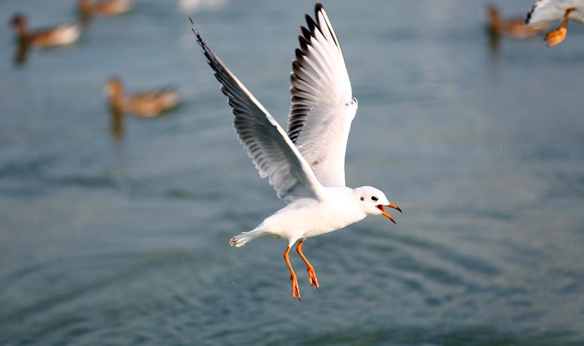 好玩儿的传奇手游 (最好玩的传奇手游排行榜2024最新版游戏 )