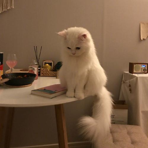 原神猫猫千岩 (原神岩猫猫百华立绘一览 )